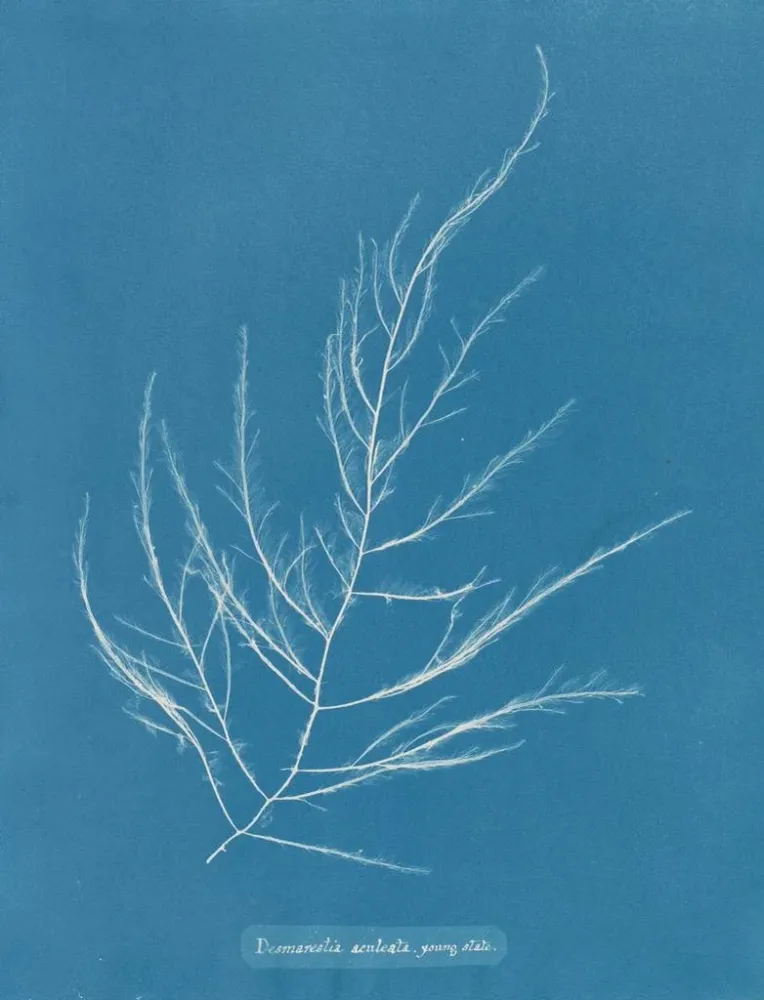 Gemälde Desmarestia aculeata junges Stadium - Anna Atkins | Kunstdruck