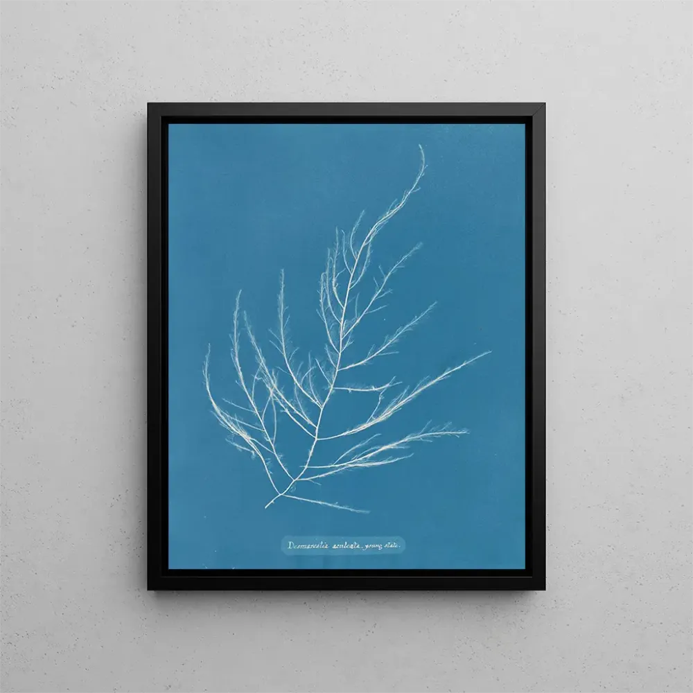 Gemälde Desmarestia aculeata junges Stadium - Anna Atkins | Kunstdruck