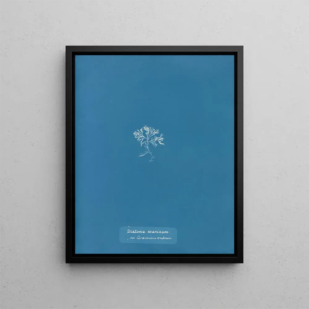 Gemälde Diatomées marines sur Ceramium rouge - Anna Atkins | Kunstdruck
