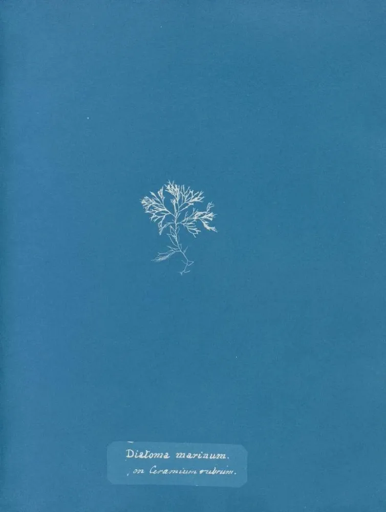 Gemälde Diatomées marines sur Ceramium rouge - Anna Atkins | Kunstdruck