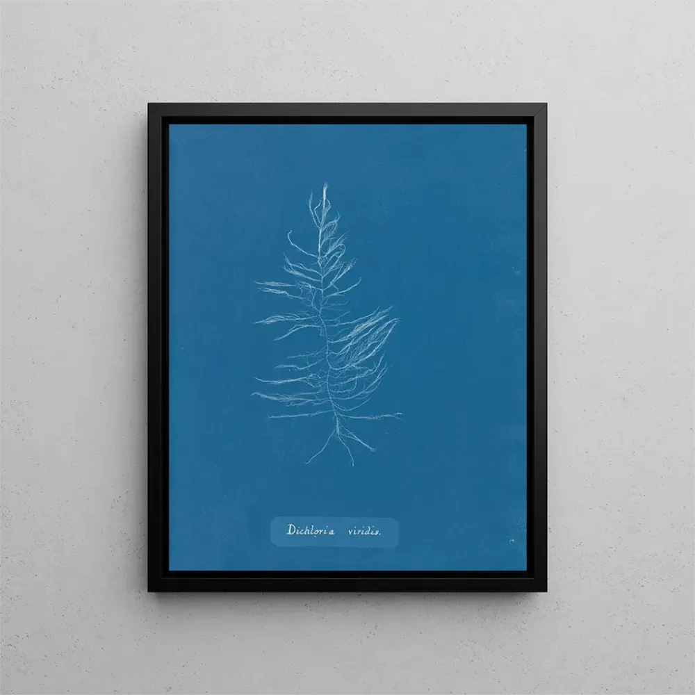 Gemälde Dichloria viridis - Anna Atkins | Kunstdruck