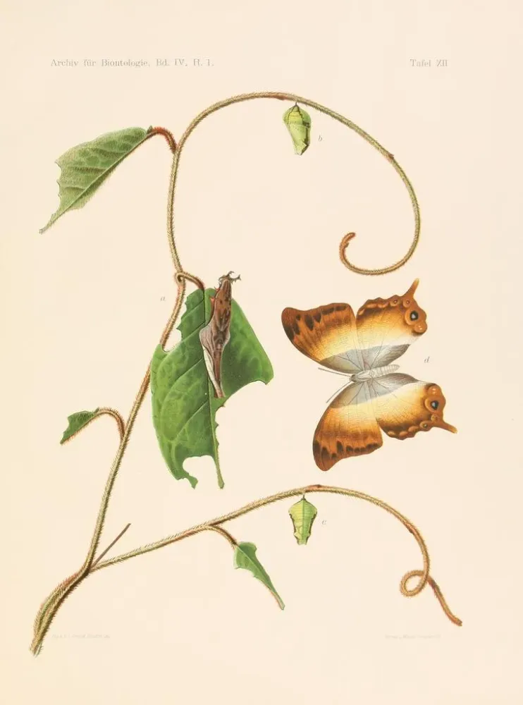 Gemälde Die Charaxididae und die Apaturidae der Kolonie Kamerun pl 4 - Arnold Schultze | Kunstdruck