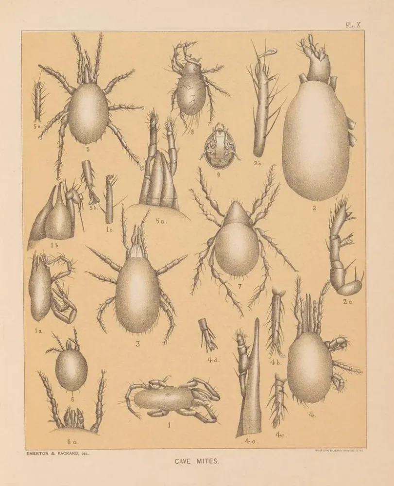 Gemälde Die Fauna der Höhlen Nordamerikas Pl 10 - Alpheus Spring Packard