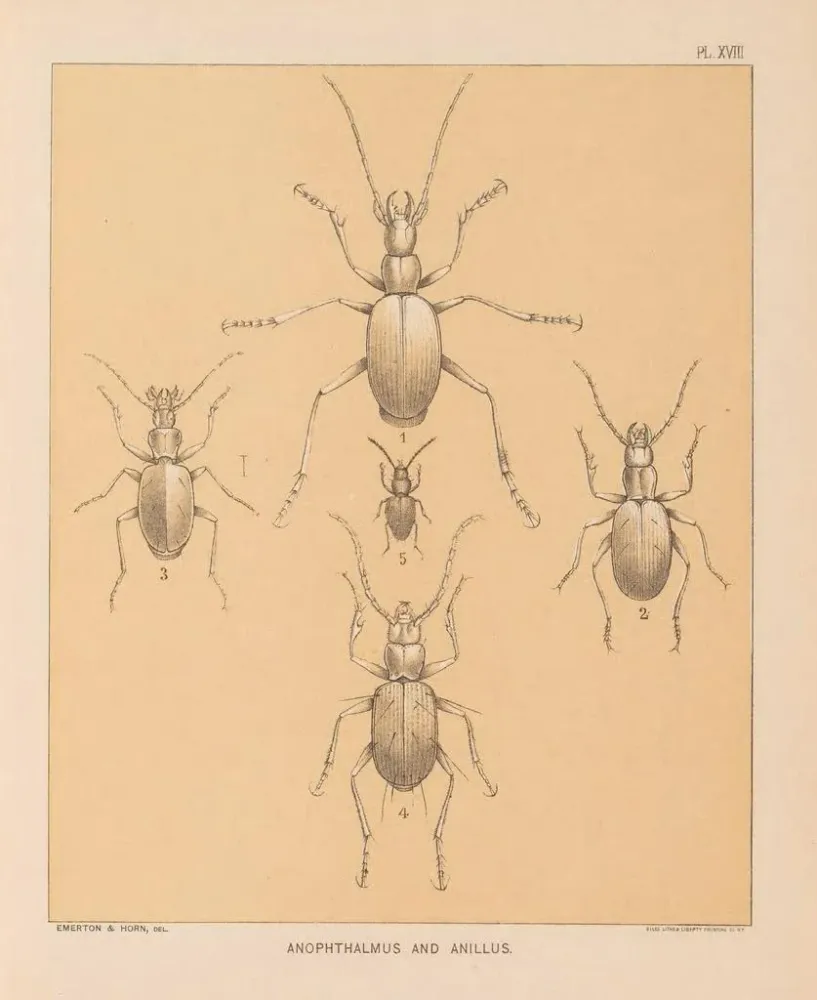 Gemälde Die Fauna der Höhlen Nordamerikas Pl 18 - Alpheus Spring Packard