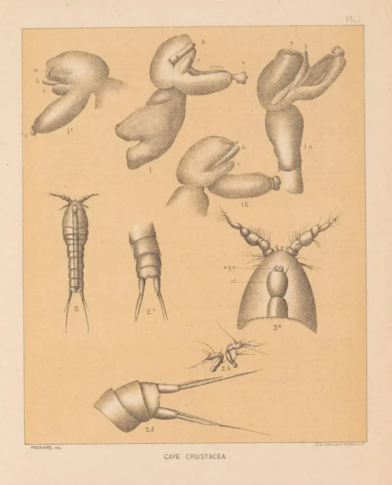 Gemälde Die Fauna der Höhlen Nordamerikas Pl 01 - Alpheus Spring Packard