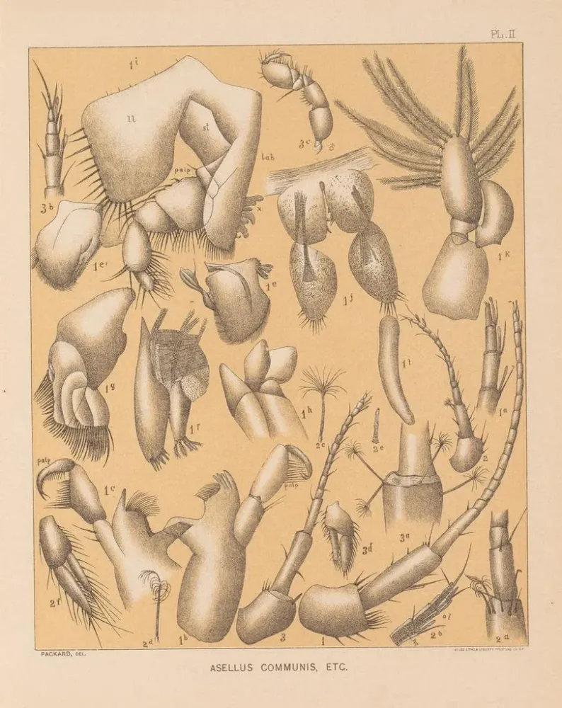 Gemälde Die Fauna der Höhlen Nordamerikas Pl 02 - Alpheus Spring Packard