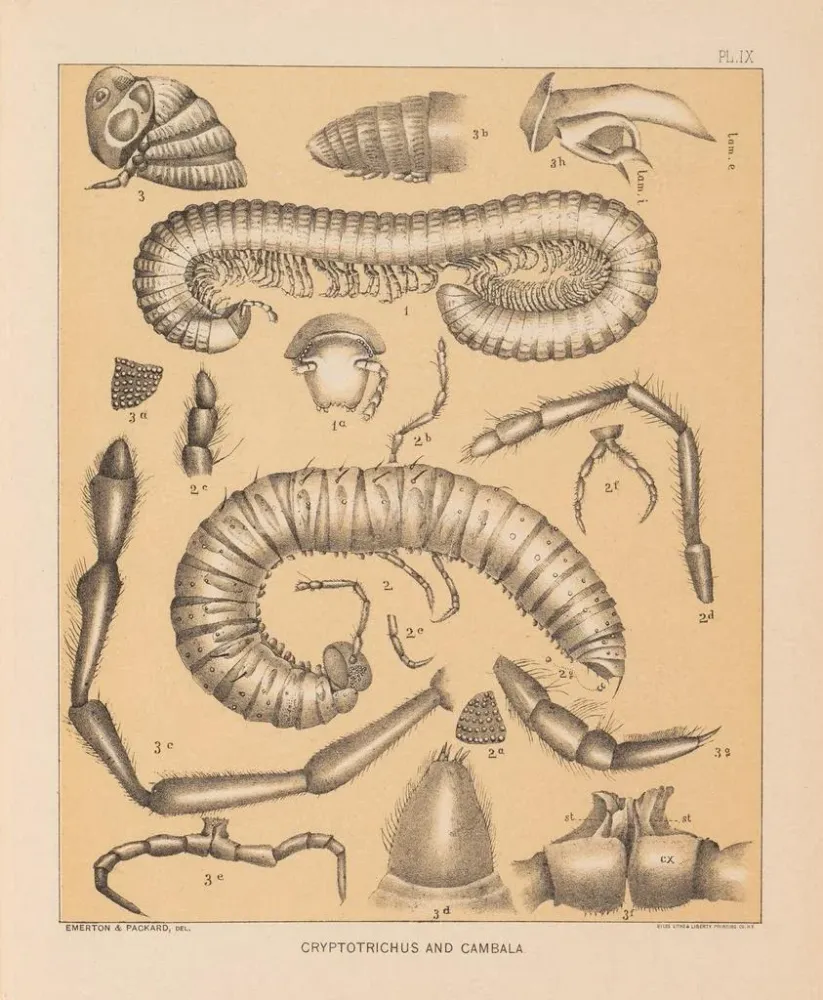 Gemälde Die Fauna der Höhlen Nordamerikas Pl 09 - Alpheus Spring Packard
