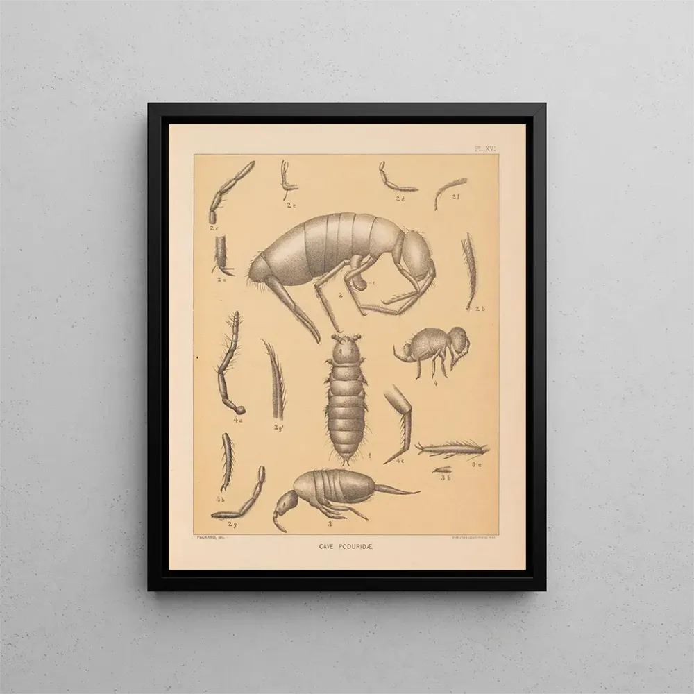 Gemälde Die Fauna der Höhlen Nordamerikas Pl 16 - Alpheus Spring Packard