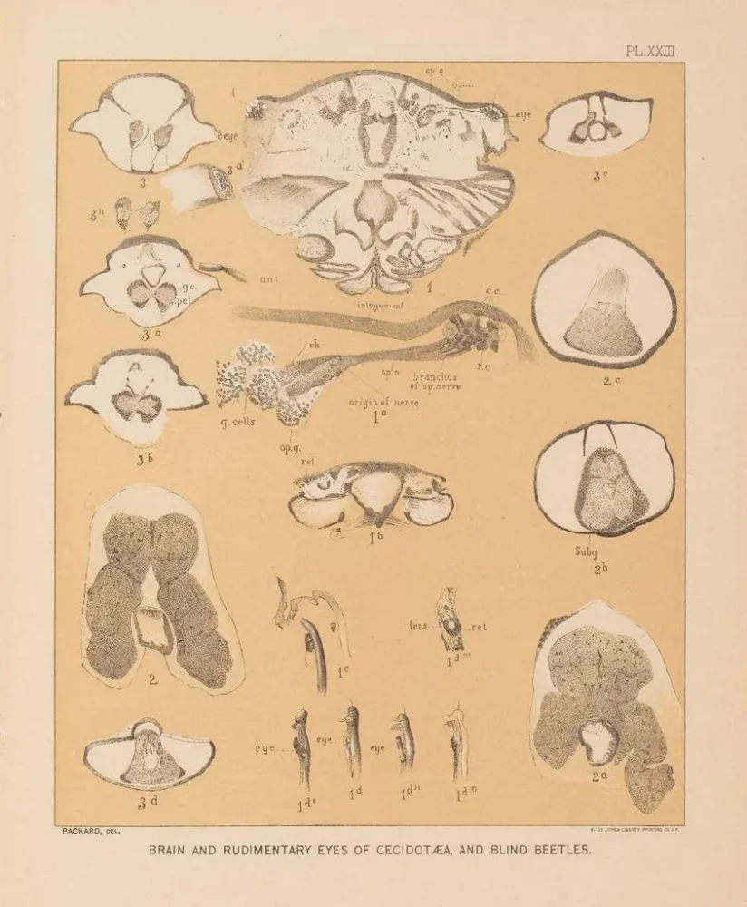 Gemälde Die Fauna der Höhlen Nordamerikas Pl 23 - Alpheus Spring Packard