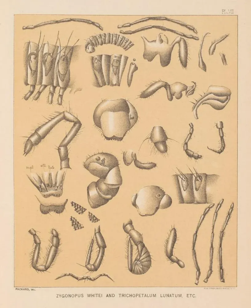 Gemälde Die Fauna der Höhlen Nordamerikas Pl 07 - Alpheus Spring Packard