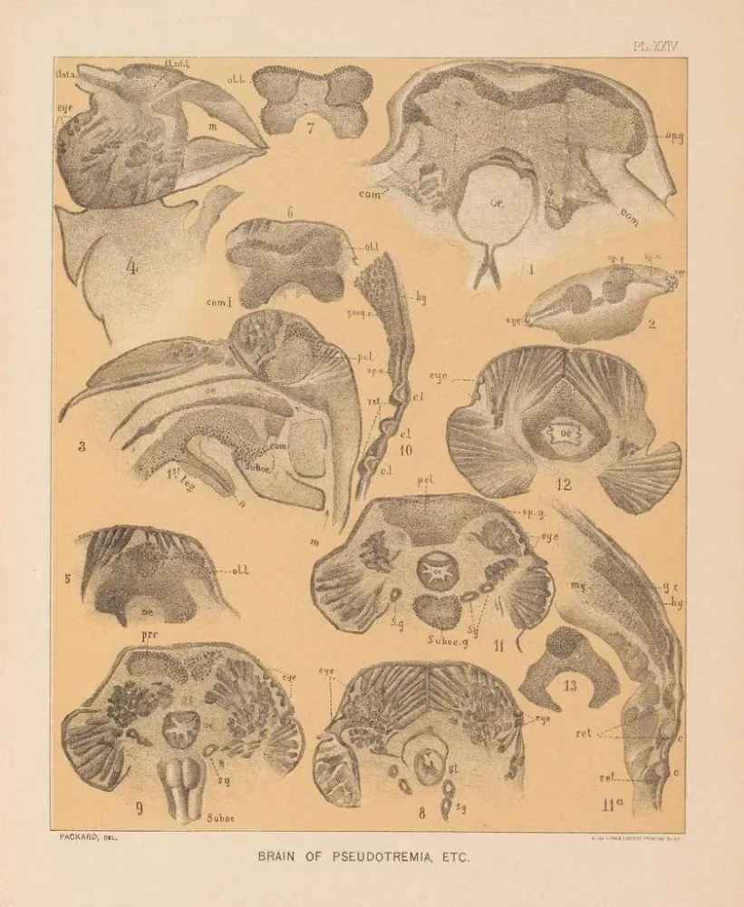 Gemälde Die Fauna der Höhlen Nordamerikas Pl 24 - Alpheus Spring Packard