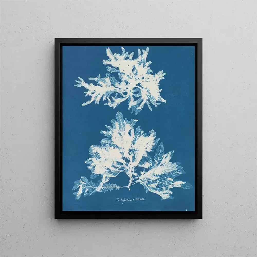 Gemälde Dénudité sinueuse - Anna Atkins | Kunstdruck