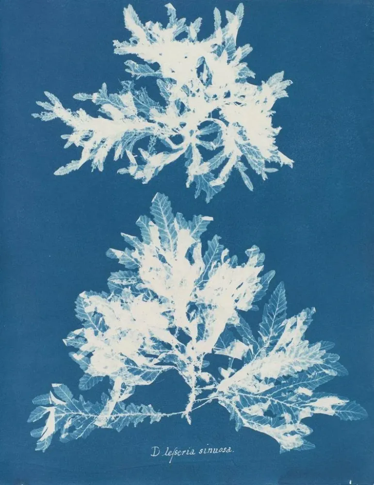 Gemälde Dénudité sinueuse - Anna Atkins | Kunstdruck