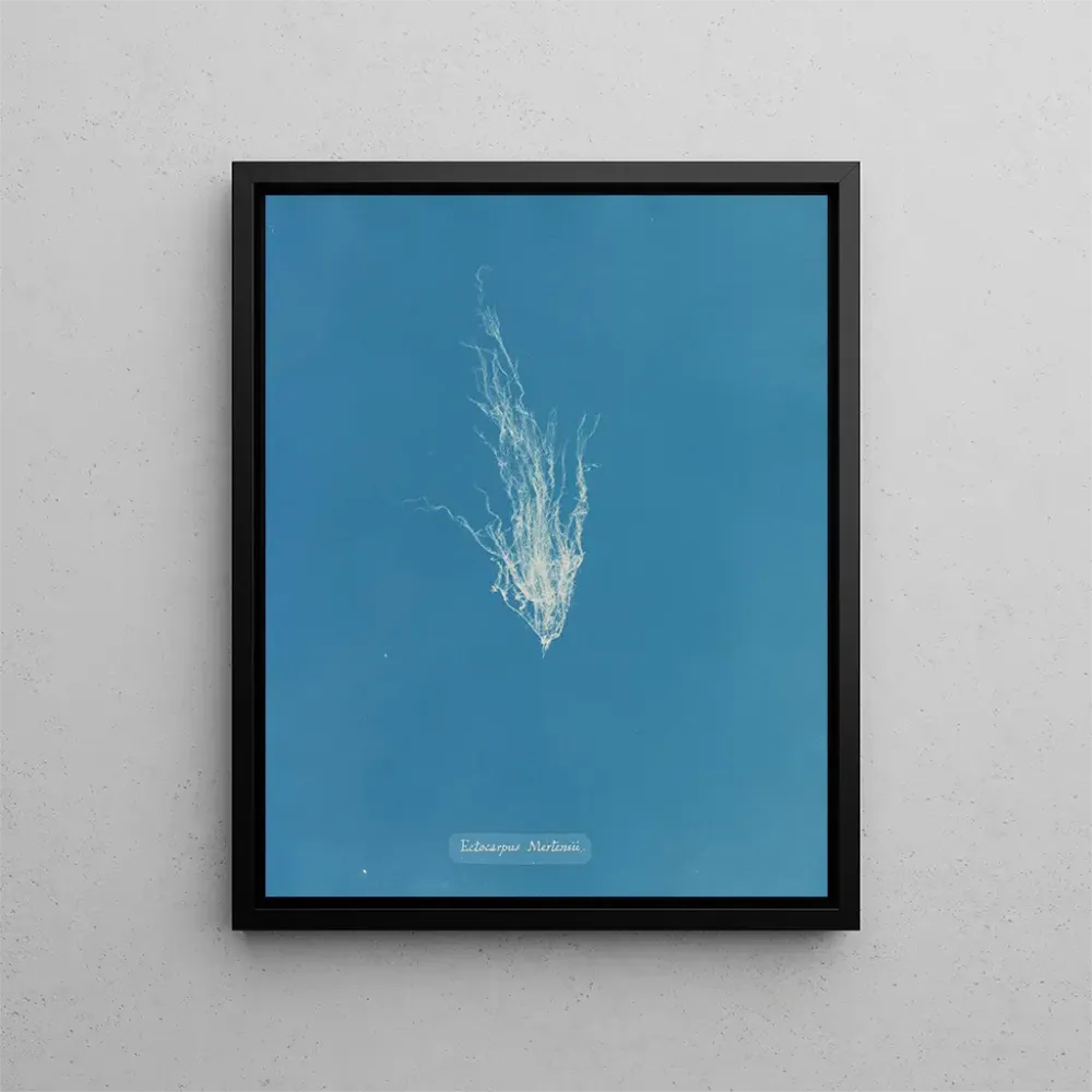 Gemälde Ectocarpus mertensii - Anna Atkins | Kunstdruck