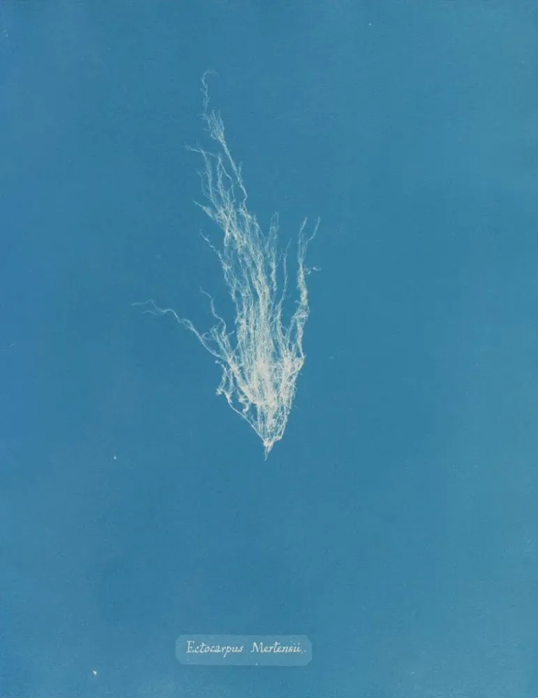 Gemälde Ectocarpus mertensii - Anna Atkins | Kunstdruck
