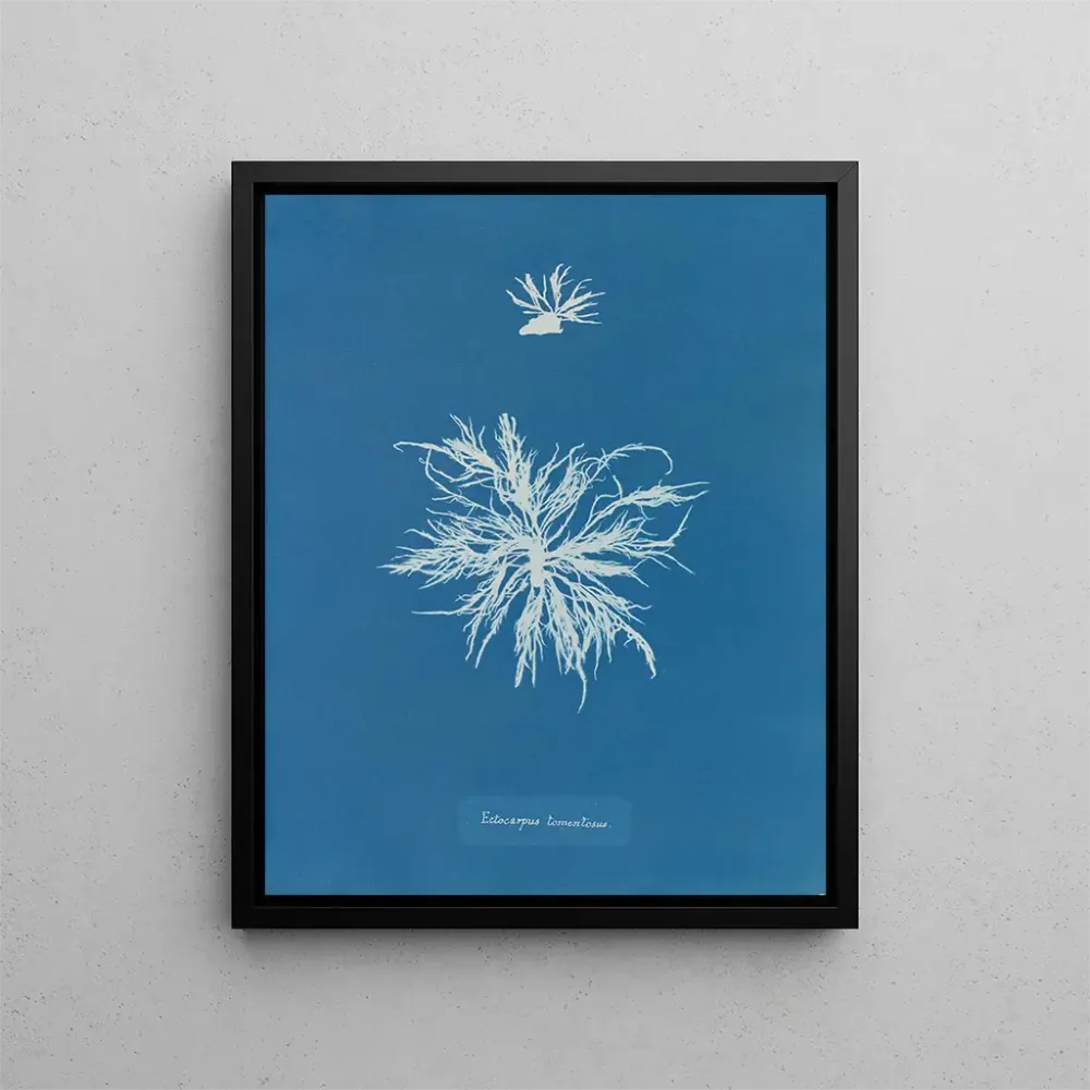 Gemälde Ectocarpus tomentosus - Anna Atkins | Kunstdruck