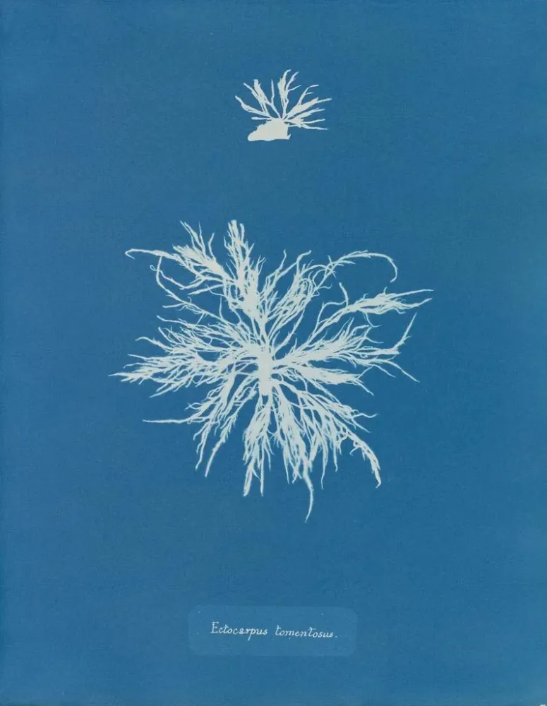Gemälde Ectocarpus tomentosus - Anna Atkins | Kunstdruck