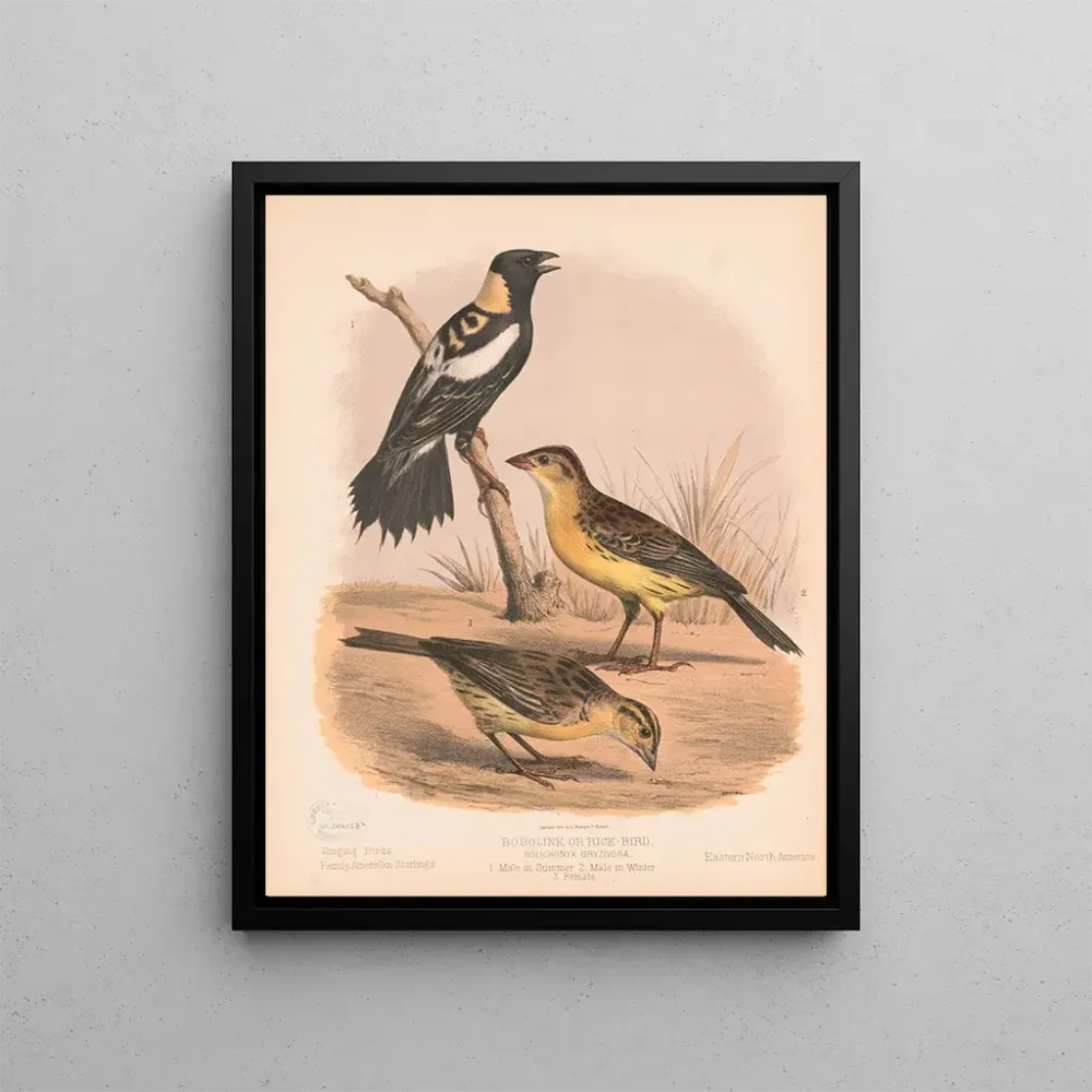Gemälde Ein Bobolink oder Reissänger, männlich im Sommer, männlich im Winter, weiblich - Louis Prang Co | Kunstdruck