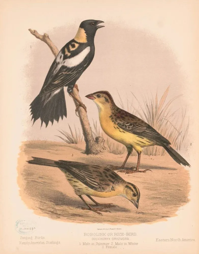 Gemälde Ein Bobolink oder Reissänger, männlich im Sommer, männlich im Winter, weiblich - Louis Prang Co | Kunstdruck