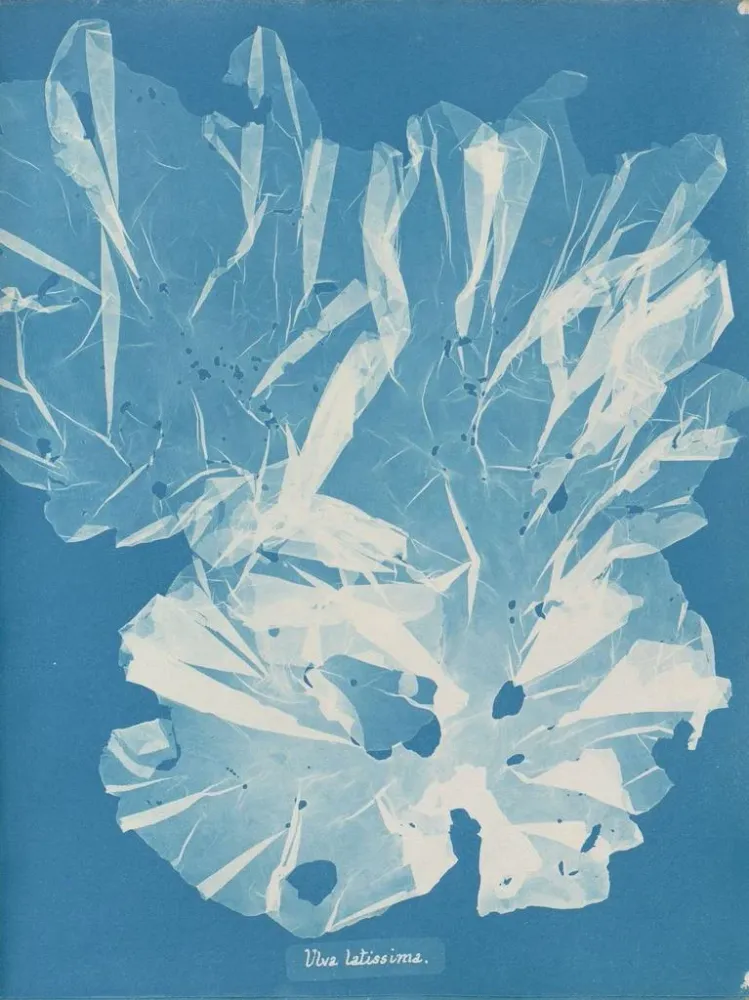 Gemälde Ein sehr breiter Baum - Anna Atkins | Kunstdruck