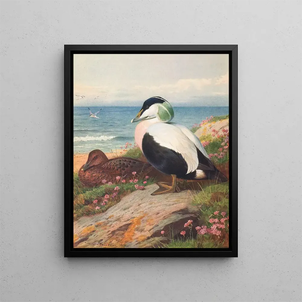 Gemälde Ente Eider - Archibald Thorburn | Kunstdruck