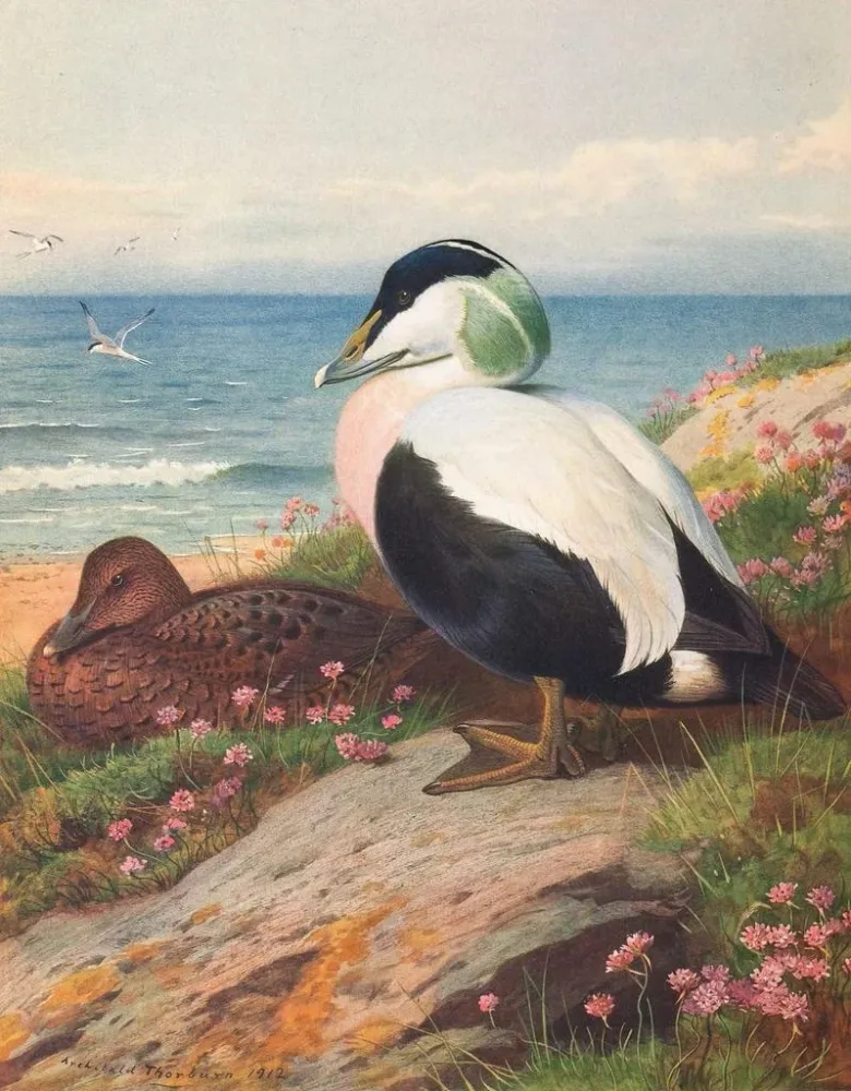Gemälde Ente Eider - Archibald Thorburn | Kunstdruck