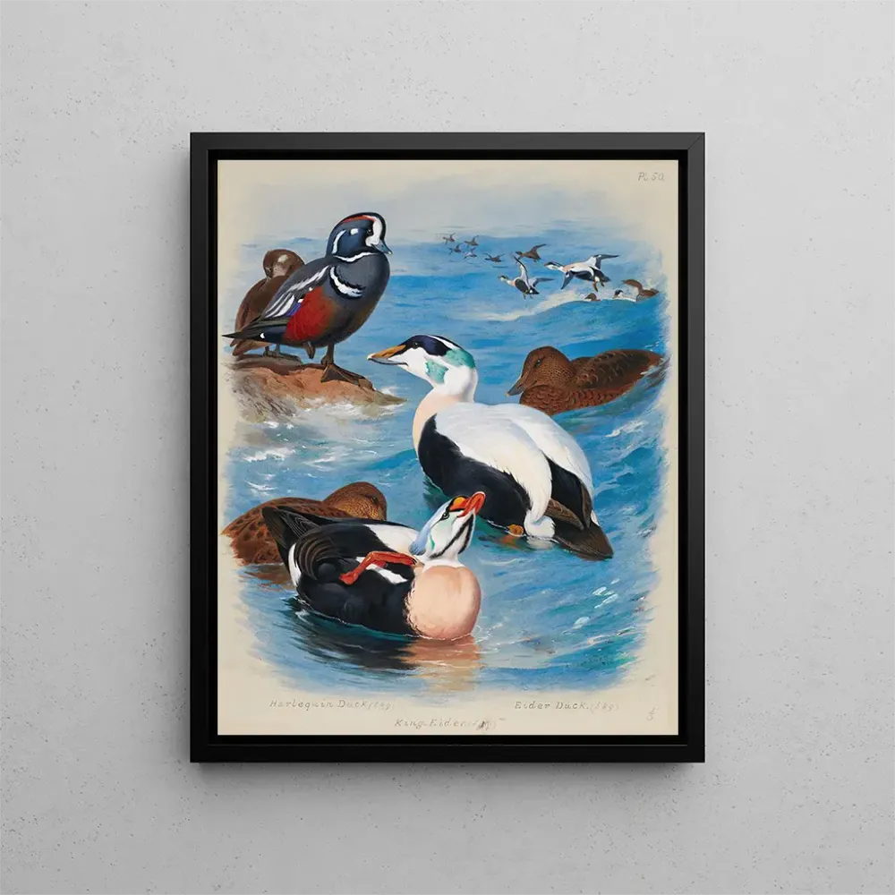 Gemälde Enten Harlekin- und Eider-Designs - Archibald Thorburn | Kunstdruck