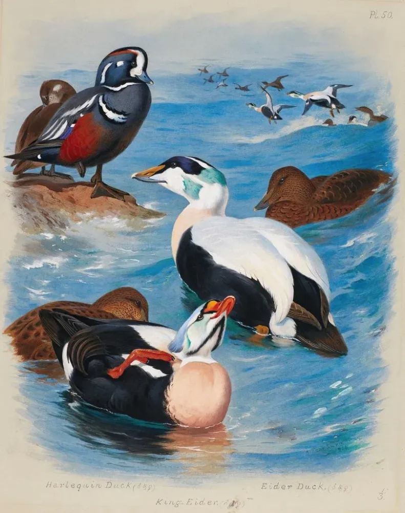 Gemälde Enten Harlekin- und Eider-Designs - Archibald Thorburn | Kunstdruck