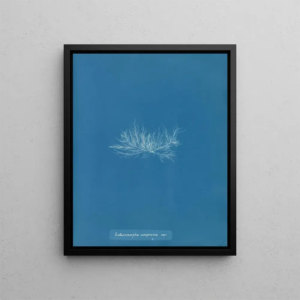 Gemälde Enteromorpha compressa var. - Anna Atkins | Kunstdruck