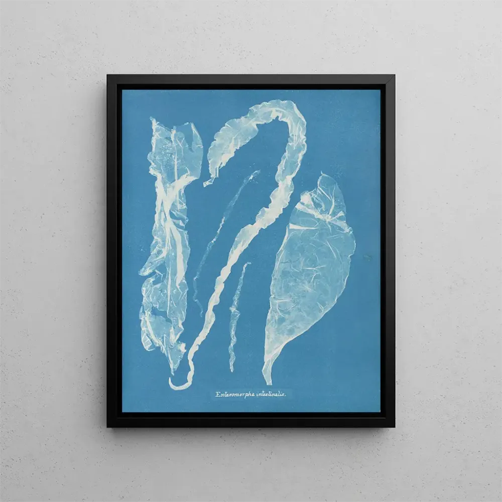 Gemälde Enteromorpha intestinalis - Anna Atkins | Kunstdruck