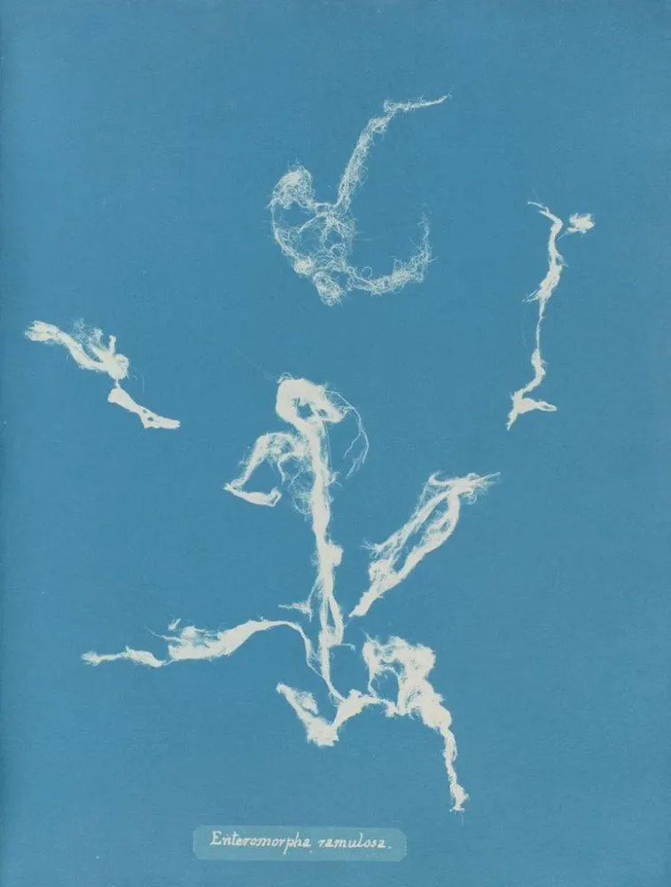 Gemälde Enteromorpha ramulosa - Anna Atkins | Kunstdruck