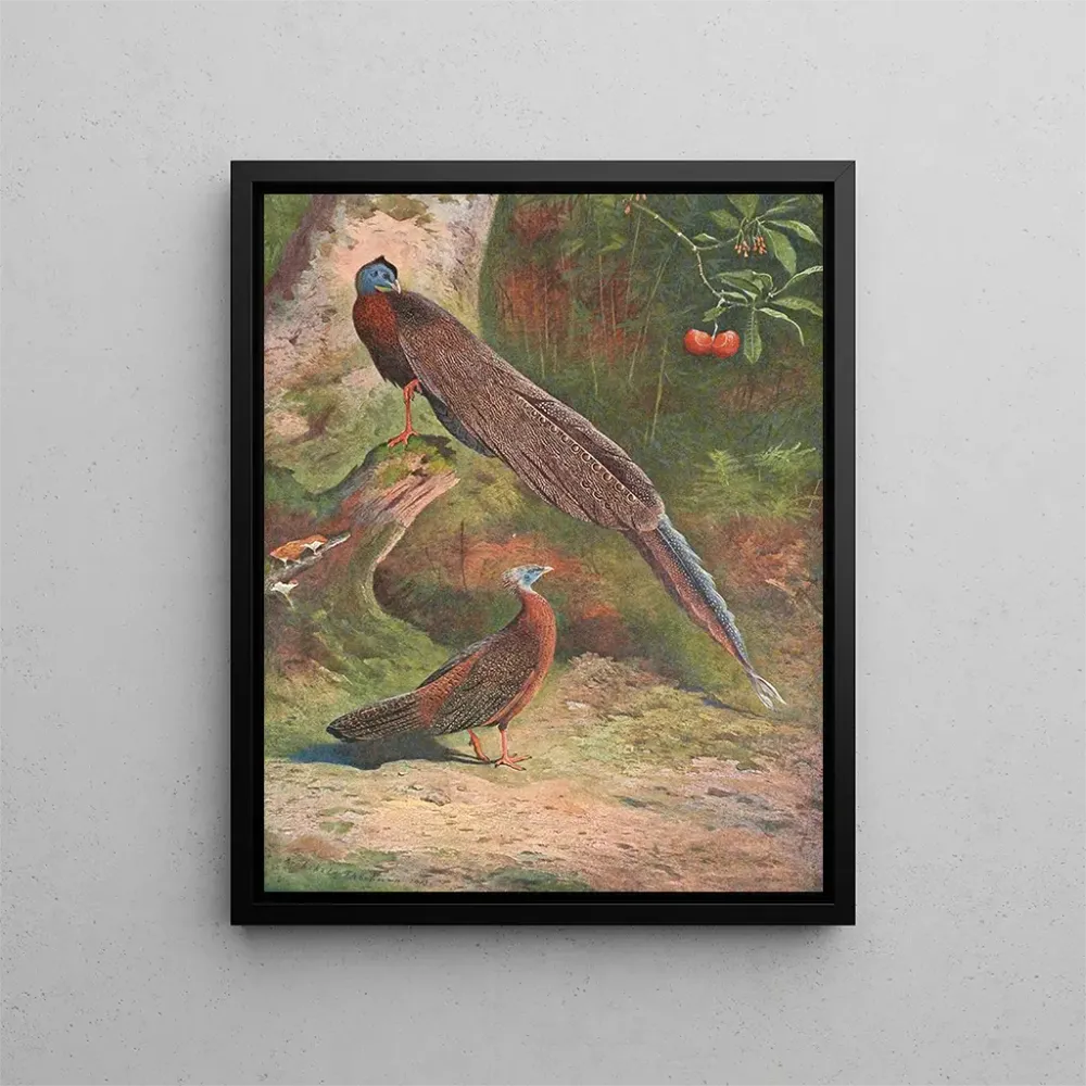 Gemälde Fasan Argus Malaiisch - Archibald Thorburn | Kunstdruck
