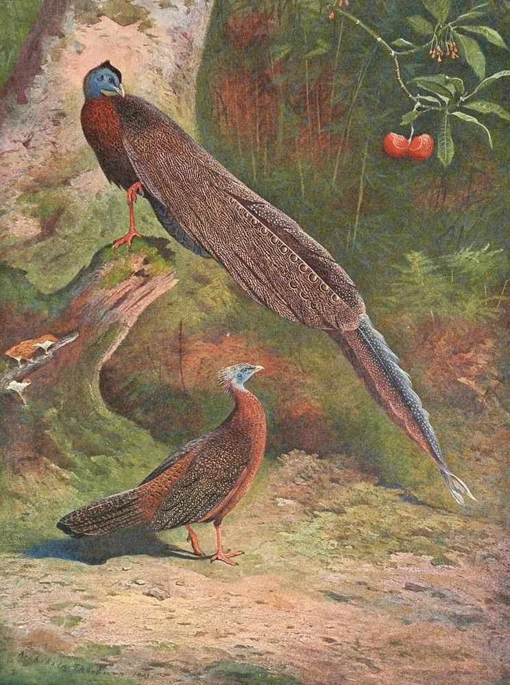Gemälde Fasan Argus Malaiisch - Archibald Thorburn | Kunstdruck