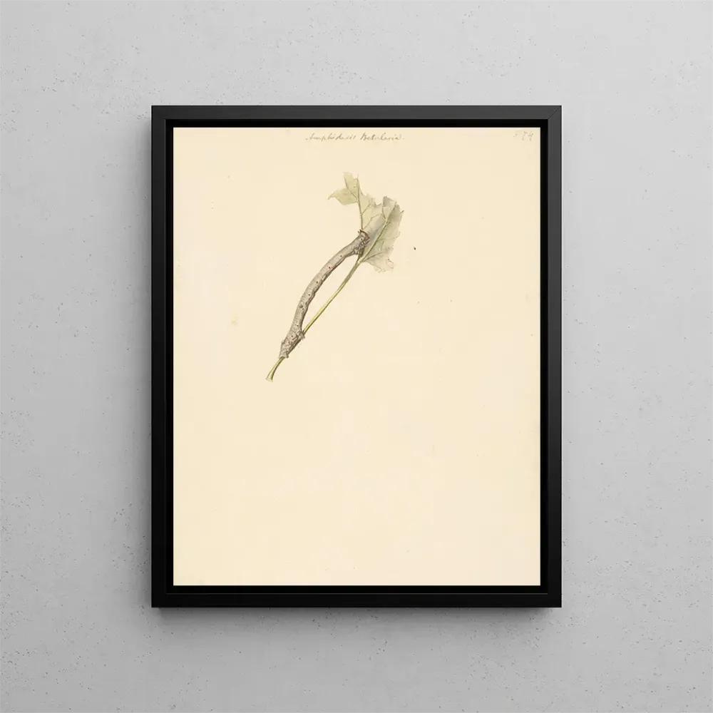 Gemälde Fiche d'étude sur la chenille Amphidasis Betularia - Albertus Steenbergen | Kunstdruck