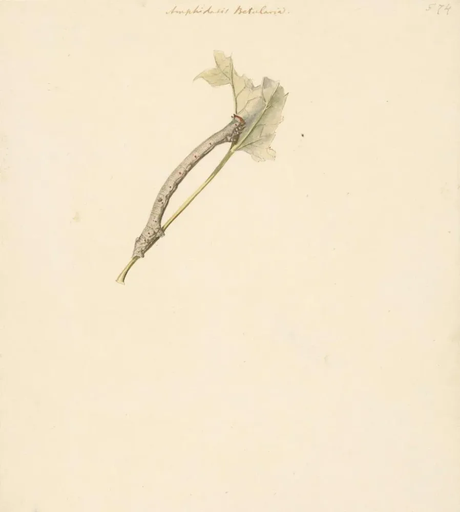 Gemälde Fiche d'étude sur la chenille Amphidasis Betularia - Albertus Steenbergen | Kunstdruck