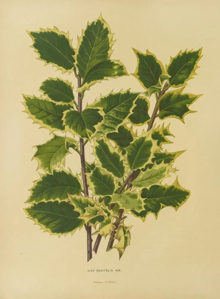 Gemälde Flore hollandaise et Pomone 18 - Abraham Jacobus Wendel