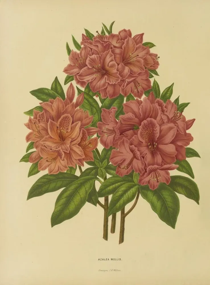 Gemälde Flore hollandaise et Pomone 17 - Abraham Jacobus Wendel | Kunstdruck