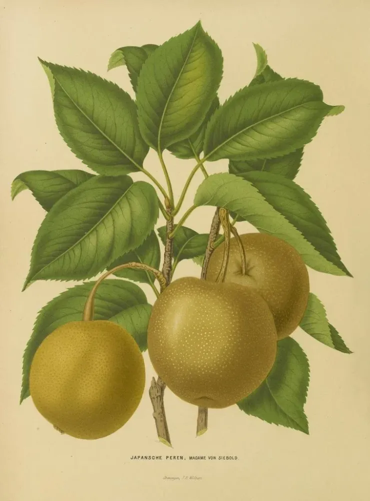 Gemälde Flore hollandaise et Pomone PL21 - Abraham Jacobus Wendel | Kunstdruck
