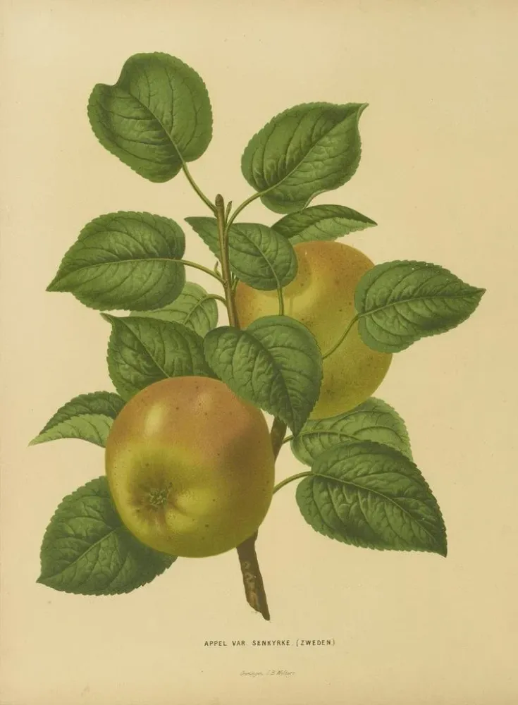 Gemälde Flore hollandaise et Pomone PL27 - Abraham Jacobus Wendel | Kunstdruck