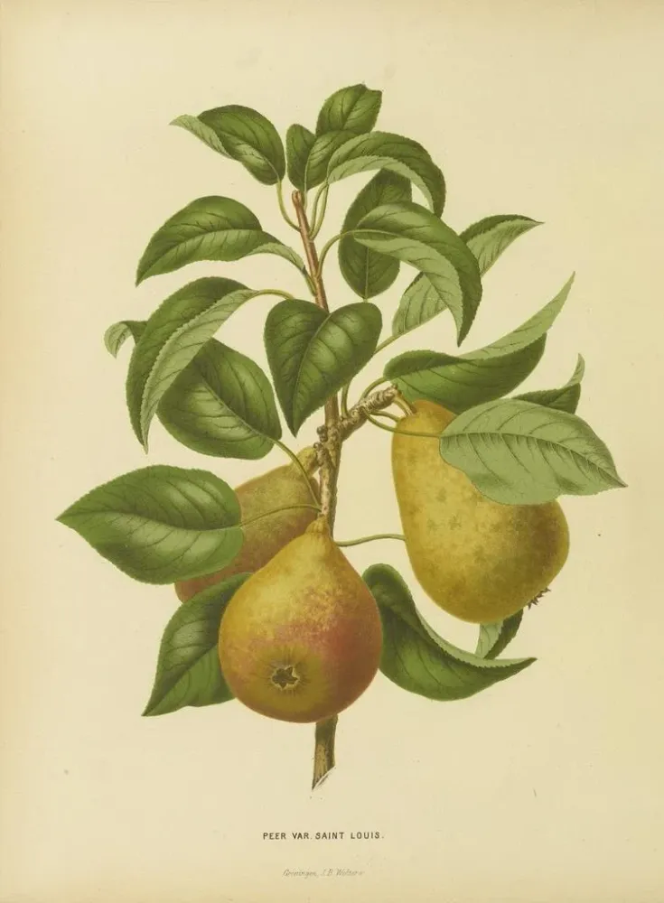 Gemälde Flore hollandaise et Pomone PL33 - Abraham Jacobus Wendel | Kunstdruck