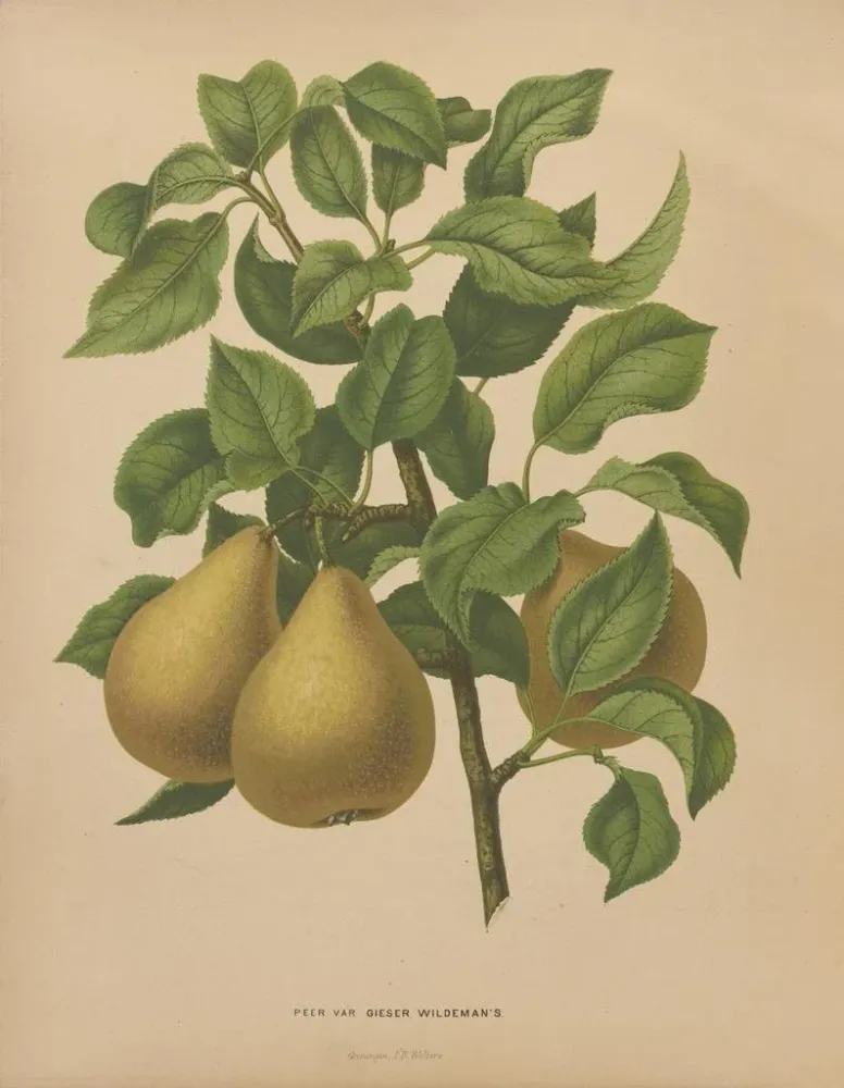 Gemälde Flore hollandaise et Pomone PL51 - Abraham Jacobus Wendel | Kunstdruck