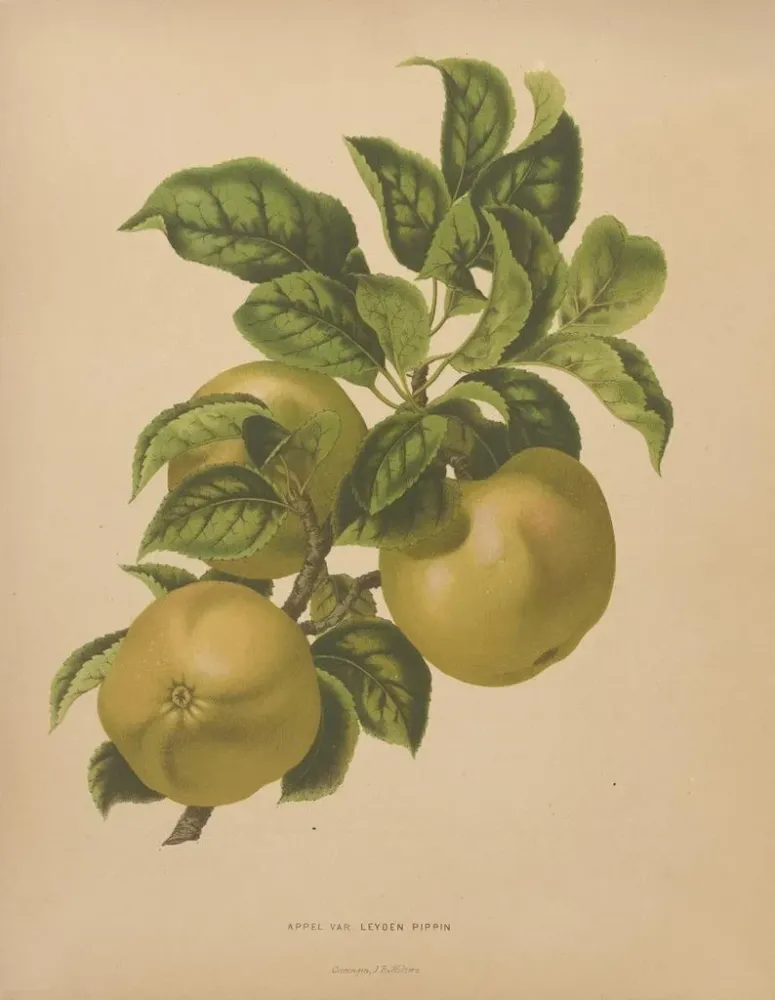 Gemälde Flore hollandaise et Pomone PL67 - Abraham Jacobus Wendel | Kunstdruck