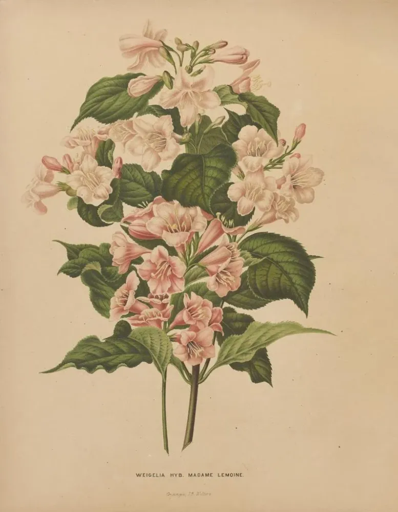 Gemälde Flore hollandaise et Pomone PL74 - Abraham Jacobus Wendel | Kunstdruck