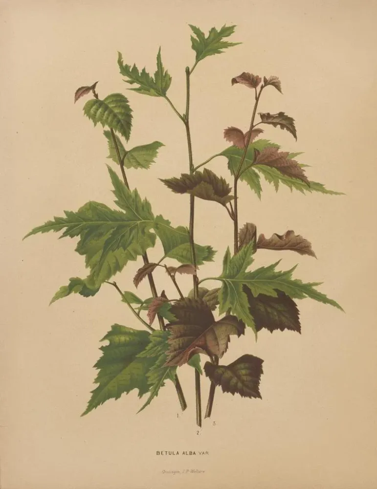 Gemälde Flore hollandaise et Pomone PL76 - Abraham Jacobus Wendel | Kunstdruck