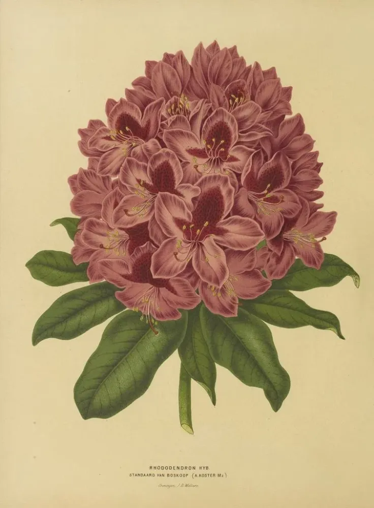 Gemälde Flore holländische und Pomone Pl. 13 - Abraham Jacobus Wendel | Kunstdruck