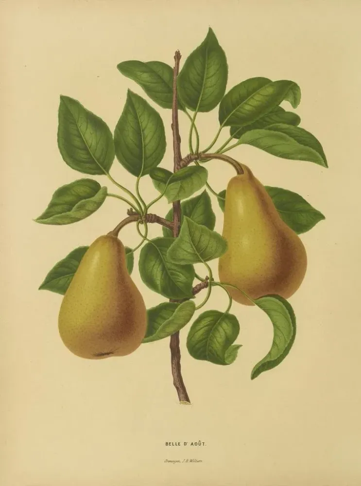 Gemälde Flore holländische und Pomone PL19 - Abraham Jacobus Wendel | Kunstdruck