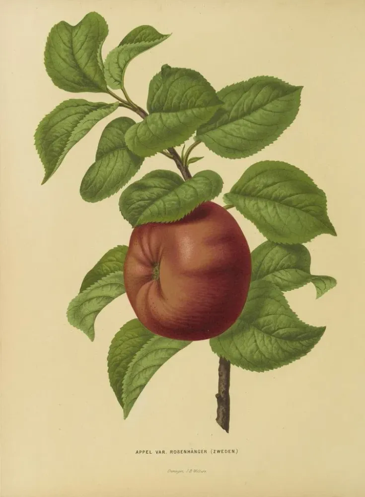 Gemälde Flore holländische und Pomone PL29 - Abraham Jacobus Wendel | Kunstdruck