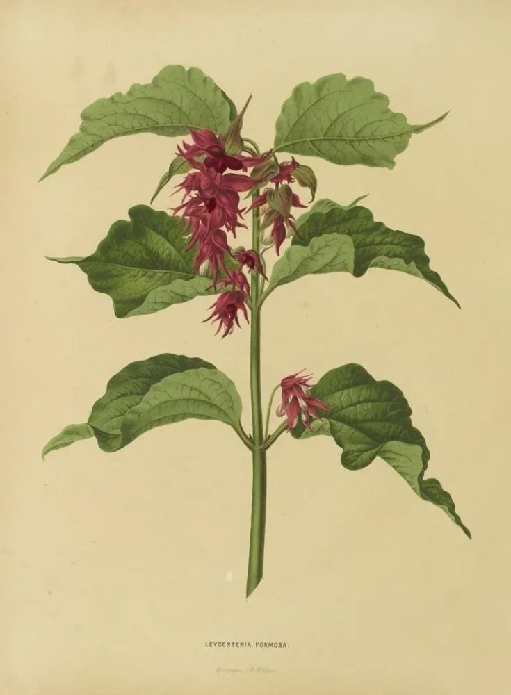 Gemälde Flore holländische und Pomone PL36 - Abraham Jacobus Wendel | Kunstdruck