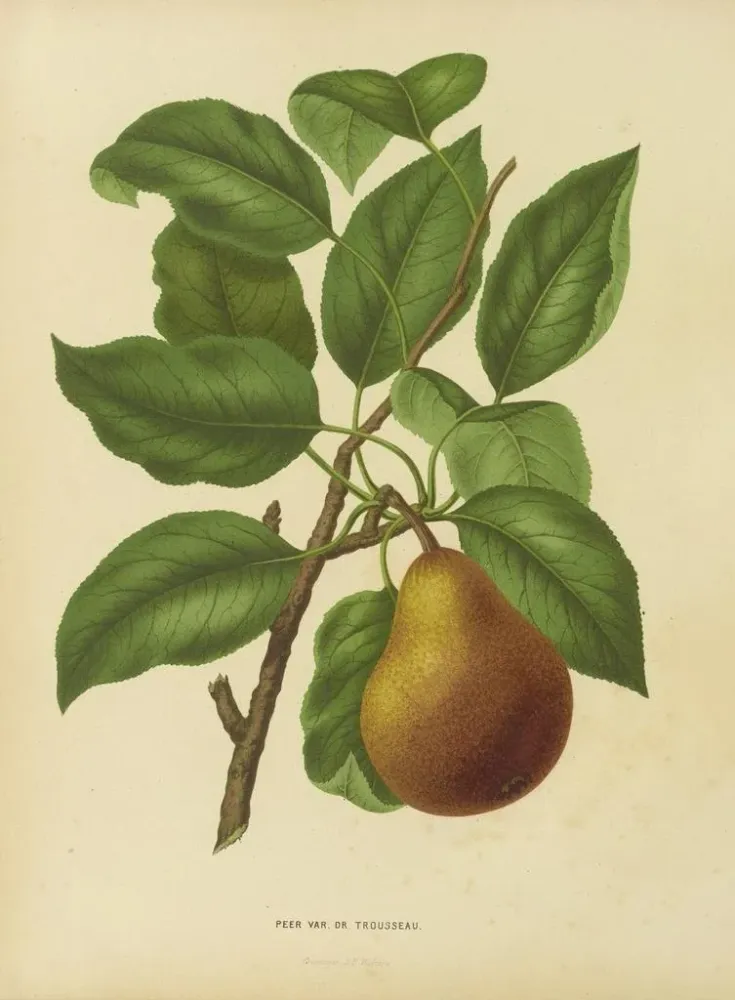 Gemälde Flore holländische und Pomone PL37 - Abraham Jacobus Wendel | Kunstdruck