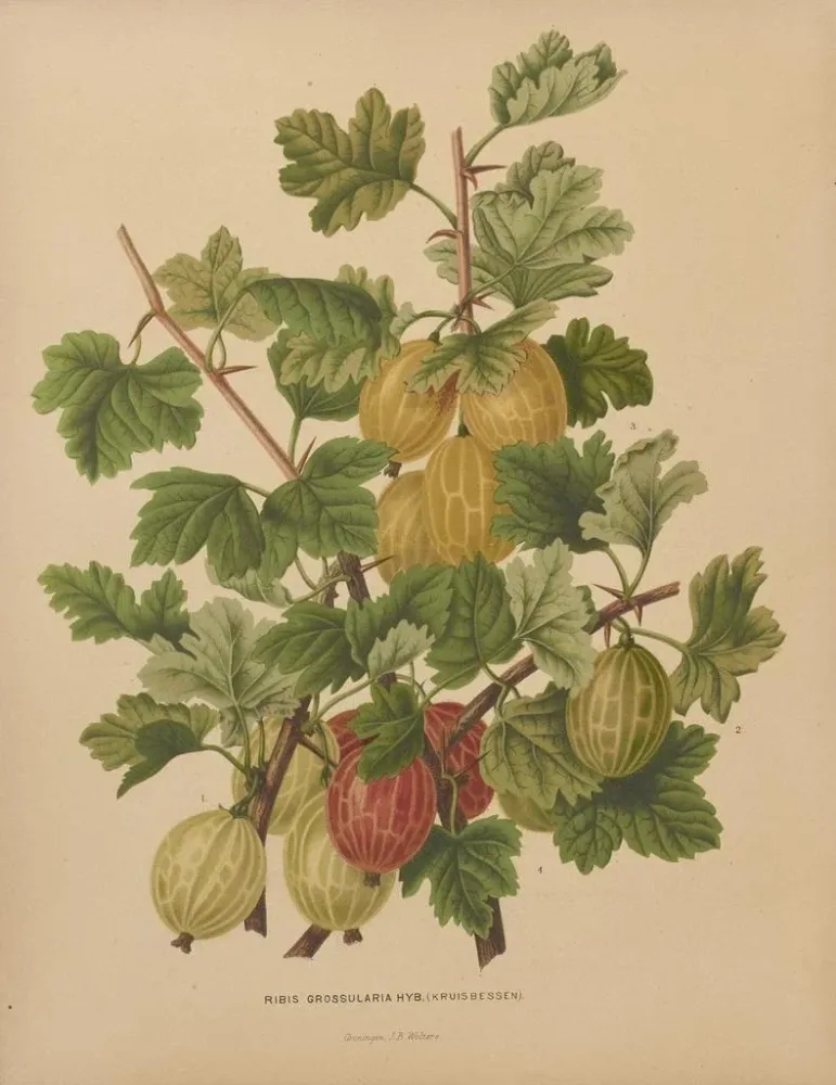 Gemälde Flore holländische und Pomone PL47 - Abraham Jacobus Wendel | Kunstdruck